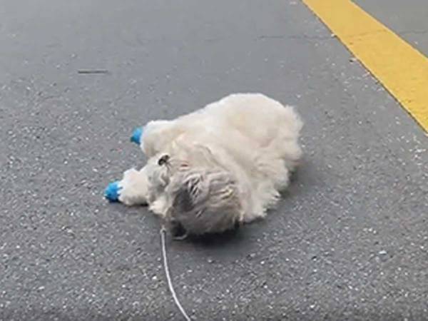 散歩中に「もう歩きたくなーい！」　スライディング気味にゴロンと転がる犬がかわいい！