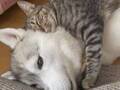 シベリアンハスキーの上で眠っていた猫　起きた直後の行動が、可愛すぎた