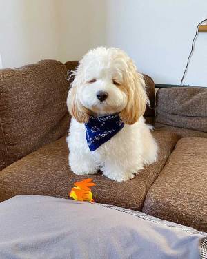 「散歩は…まだかね」　飼い主を待ちくたびれた犬、表情が「たまらん」「最高にかわいい」