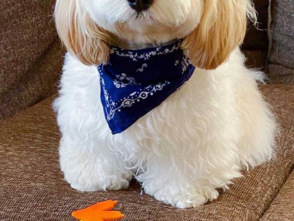 「散歩は…まだかね」　飼い主を待ちくたびれた犬、表情が「たまらん」「最高にかわいい」