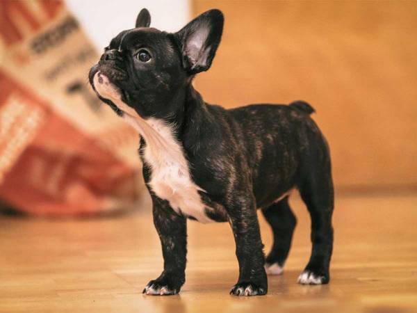 初めて鏡を見たフレンチブルドッグが？　「かわいすぎて悶絶」「大笑いした」