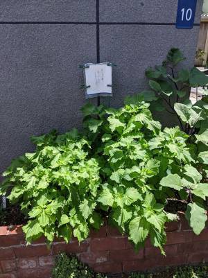 青じその後ろに貼り紙が　『優しい３行』に「たまらなく好き」「こういうの、嬉しいな！」