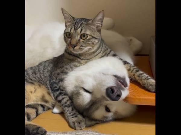 飼い主「それでええんか…？」　ハスキーと猫の姿に「吹いた」「表情がたまらん」