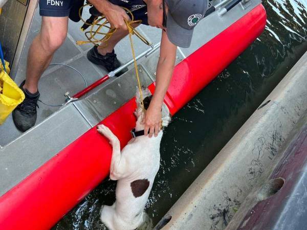 川で必死に泳ぐ犬　理由に怒りの声が殺到「なんてひどいことを」「心が痛い」