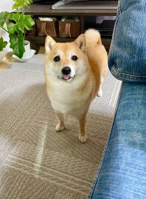 「もうこの子の前ではやめようと心に誓った」　飼い主を決意させた柴犬の『視線』