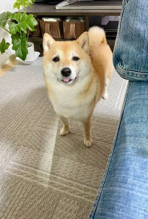 「もうこの子の前ではやめようと心に誓った」　飼い主を決意させた柴犬の『視線』