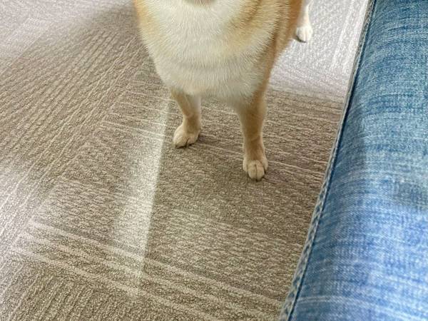 「もうこの子の前ではやめようと心に誓った」　飼い主を決意させた柴犬の『視線』