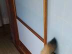 エアコンの効いた部屋に入る柴犬　飼い主が撮影した１枚に「衝撃写真」