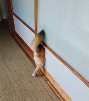 エアコンの効いた部屋に入る柴犬　飼い主が撮影した１枚に「衝撃写真」