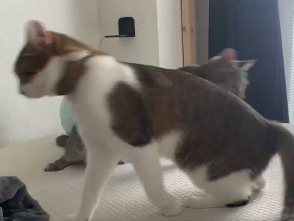 兄弟猫が同じタイミングで交差して…！？　７秒の動画に、驚きの声