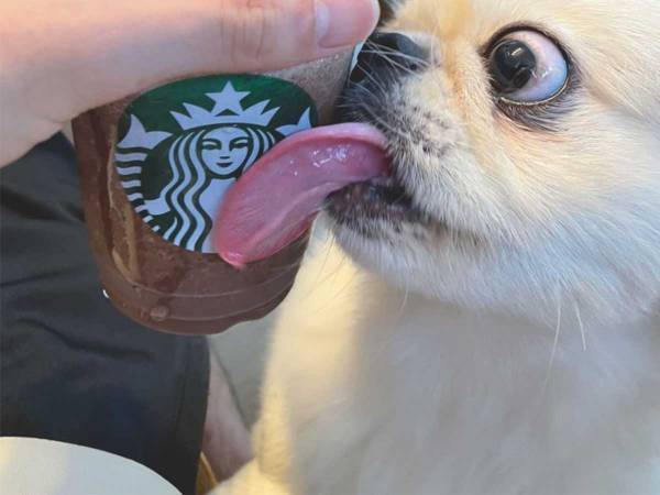 スタバを飲んでいた飼い主　愛犬の姿に「笑ってしまった」