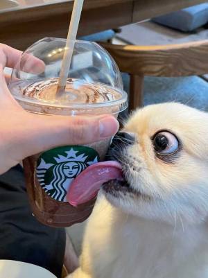 スタバを飲んでいた飼い主　愛犬の姿に「笑ってしまった」