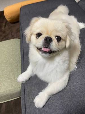 スタバを飲んでいた飼い主　愛犬の姿に「笑ってしまった」