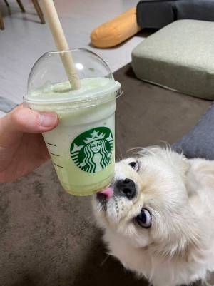 スタバを飲んでいた飼い主　愛犬の姿に「笑ってしまった」
