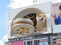 渋谷に出現した超巨大・秋田犬　通行人が撮影した動画に「かわいい！」