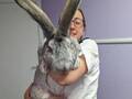 悪質ブリーダーから助け出されたウサギ　その大きさにびっくり！