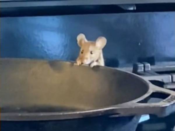 キッチンにネズミが現れた！　すぐに追い出すのかと思いきや…？