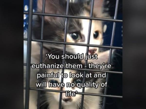 「感動して涙が出た」　獣医が安楽死を勧めた、病気の子猫　世話を続けた結果…？