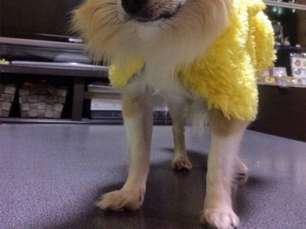 飼い主「この服は可愛かろう！」と思ったら？　犬のリアクションに「爆笑した」「腹が痛い」