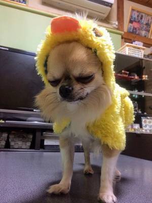 飼い主「この服は可愛かろう！」と思ったら？　犬のリアクションに「爆笑した」「腹が痛い」