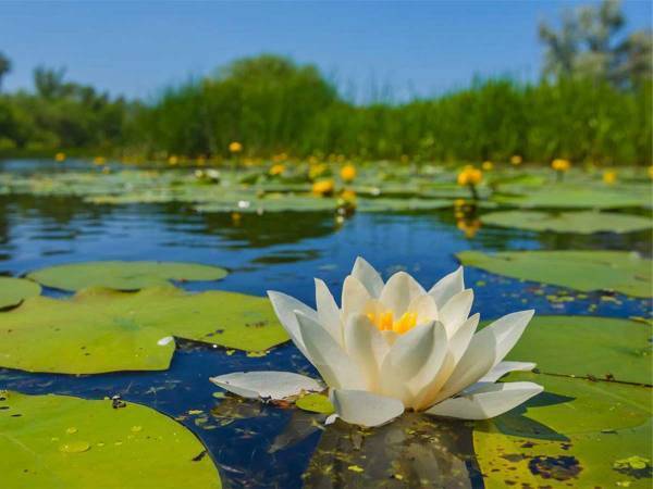 スイレンの花でネックレスを作る男性　最後の瞬間が「魔法使いのようだ」