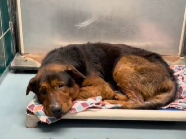 安楽死が迫り、生きる希望を失ったような犬　試しに外に連れ出してみると…？