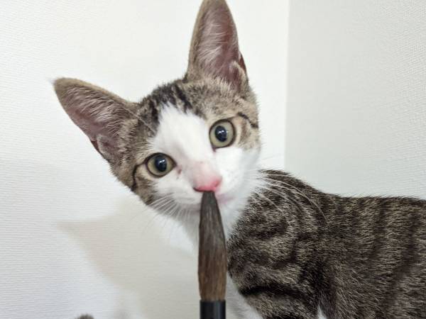 飼い主がカメラをかまえた、その瞬間？　子猫の『奇跡の１枚』に腹筋崩壊