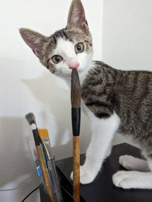 飼い主がカメラをかまえた、その瞬間？　子猫の『奇跡の１枚』に腹筋崩壊