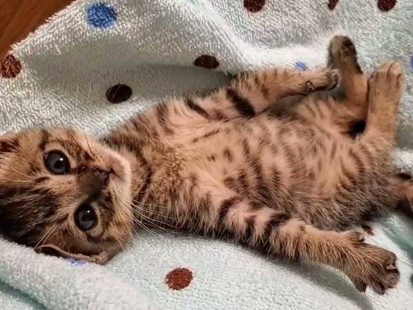 飼い主を見つめていた子猫、その数秒後…？　「かわいすぎる」「天使か？」