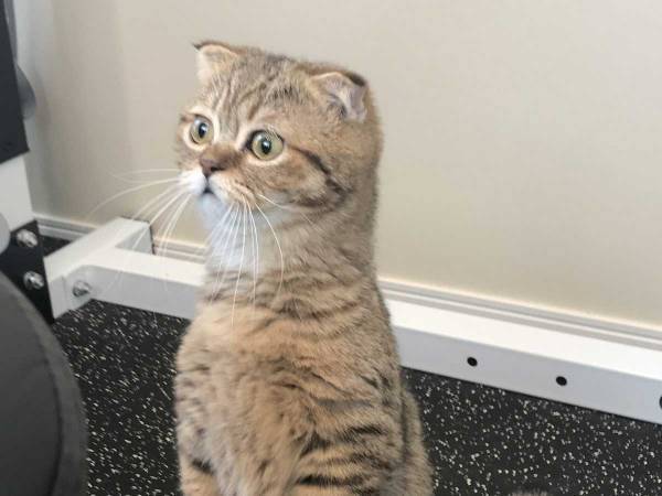 後ろ脚で立ち止まる猫　視線の先にあったのは？