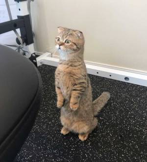 後ろ脚で立ち止まる猫　視線の先にあったのは？