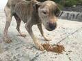 ゴミの山の上で見つかった瀕死の犬　１か月後の姿に「泣きそうになった」