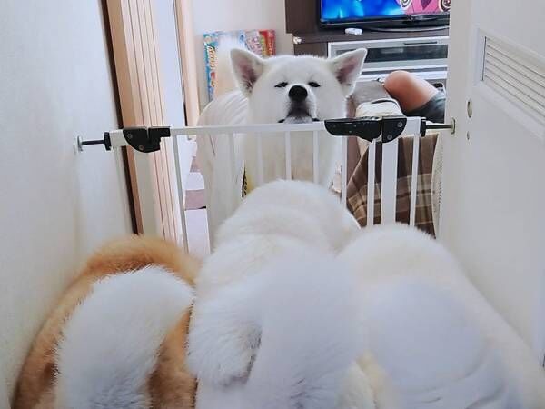 秋田犬 フッ 羨ましかろう 犬たちの姿に 吹き出した ここが天国か 22年8月3日 ウーマンエキサイト 1 2