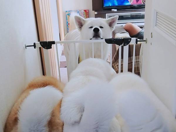 秋田犬「フッ…羨ましかろう…」　犬たちの姿に「吹き出した」「ここが天国か…？」