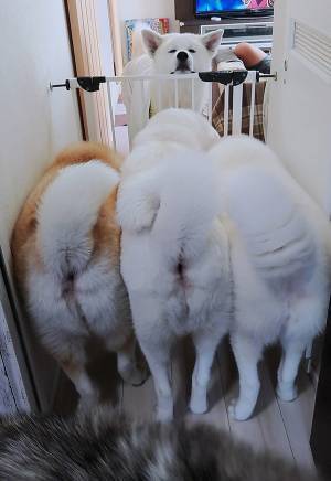 秋田犬「フッ…羨ましかろう…」　犬たちの姿に「吹き出した」「ここが天国か…？」