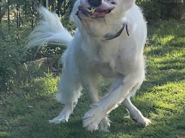 『美少女』な愛犬を連写して、撮れた姿に「リアル作画崩壊」「時代を先取り」