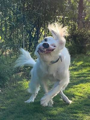 『美少女』な愛犬を連写して、撮れた姿に「リアル作画崩壊」「時代を先取り」