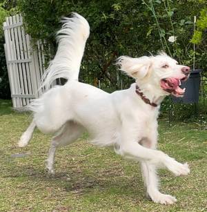 『美少女』な愛犬を連写して、撮れた姿に「リアル作画崩壊」「時代を先取り」