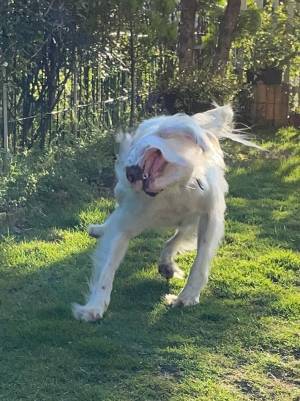 『美少女』な愛犬を連写して、撮れた姿に「リアル作画崩壊」「時代を先取り」