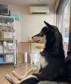 動物病院の待合室で、『座って』診察を待つ柴犬　しかし…？