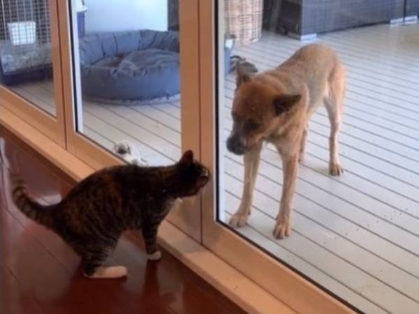 仲よしだった犬と子猫　１年後の再会動画に「感動して２０回も見ちゃった」