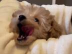 子犬に起きたハプニングに、飼い主も大慌て　動画に「爆笑した！」「かわいい」