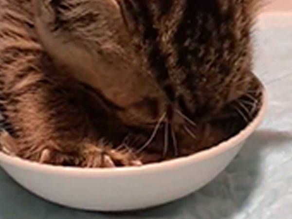 「何がなんでも、生きる！」　生命力あふれる、子猫の食べっぷりに「かわいい」「ほれぼれする」