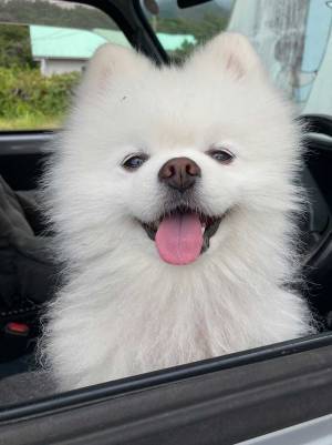 愛犬をお風呂に入れる予定だった飼い主　伝えるのをためらったワケが？