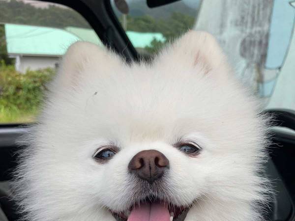 愛犬をお風呂に入れる予定だった飼い主　伝えるのをためらったワケが？