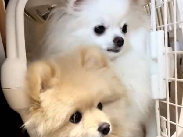 「定員オーバーなんだよなあ…」　ポメ兄妹の姿に「笑った」「たまらん光景」