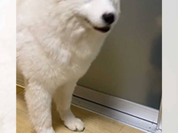 サモエドの子犬、お父さんの車に気付いて…？　「かわいすぎる」「ずっと見ていたい」