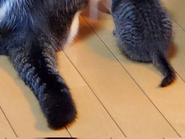 食事中の先輩猫と子猫　その『後ろ姿』に「たまりませんな」「かわいい！」