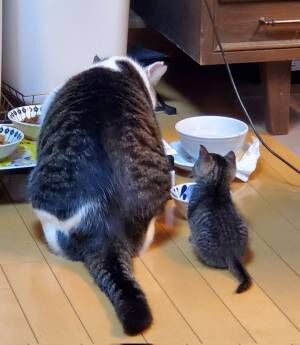 食事中の先輩猫と子猫　その『後ろ姿』に「たまりませんな」「かわいい！」