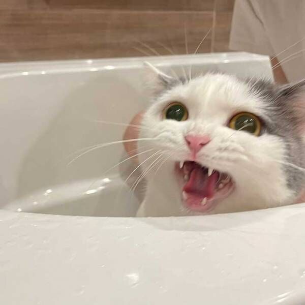お風呂が嫌いな猫　本音ダダ漏れな表情にご注目